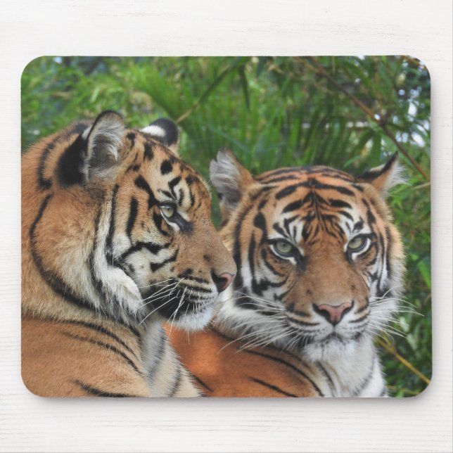 Sumatran Tigers Musmatta (Framsidan)