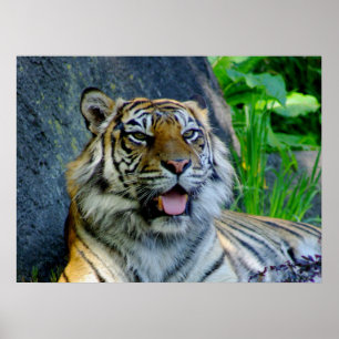 Sumatran tigertryck poster