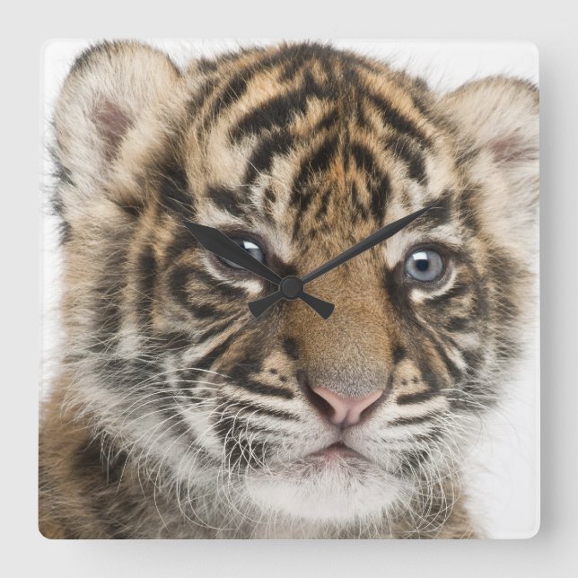 Sumatran tigerunge fyrkantig klocka (Framsida)