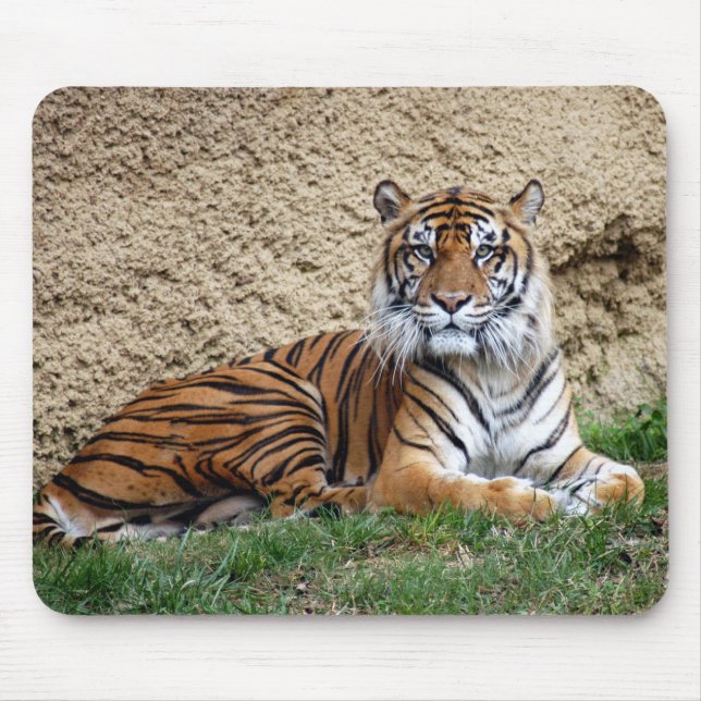 sumatrantiger 7 musmatta (Framsidan)
