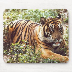 sumatrantiger musmatta