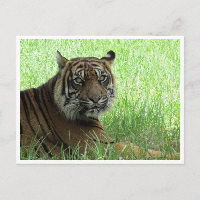 sumatrantiger vykort (Framsida)