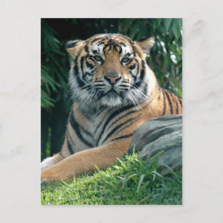 sumatrantiger vykort