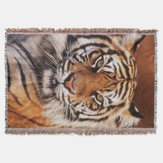 Sumatratiger Filt (Framsidan)