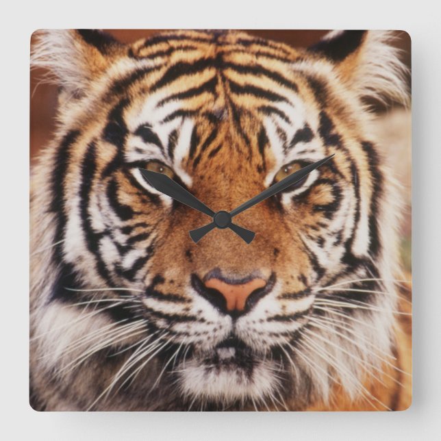 Sumatratiger Fyrkantig Klocka (Framsida)