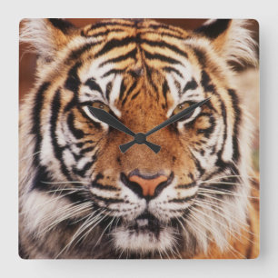 Sumatratiger Fyrkantig Klocka