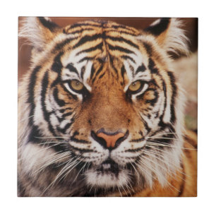 Sumatratiger Kakelplatta