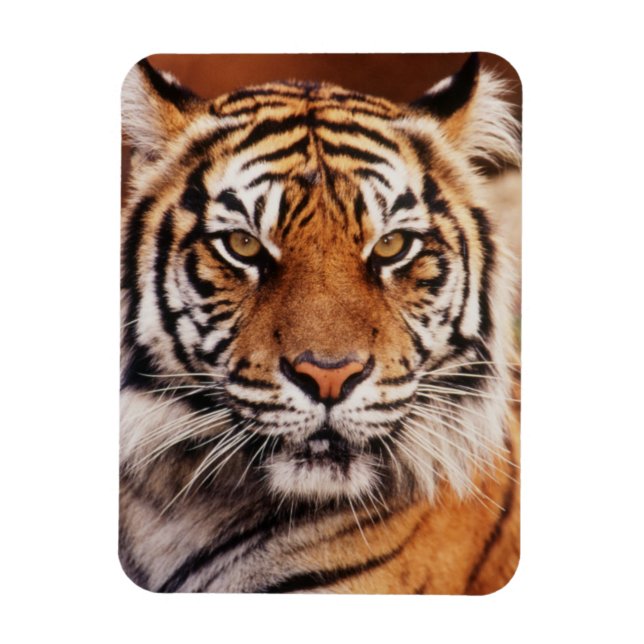 Sumatratiger Magnet (Vertikal)