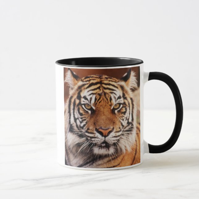 Sumatratiger Mugg (Höger)