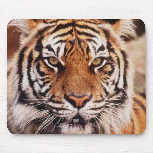 Sumatratiger Musmatta (Framsidan)