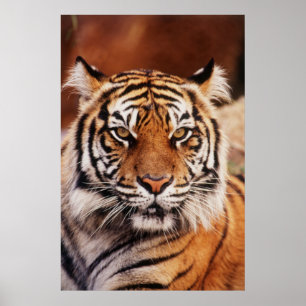 Sumatratiger Poster