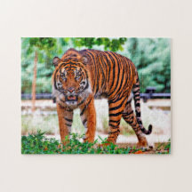 Sumatratiger. Stora katter.