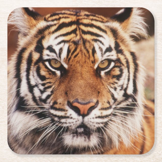 Sumatratiger Underlägg Papper Kvadrat (Framsidan)