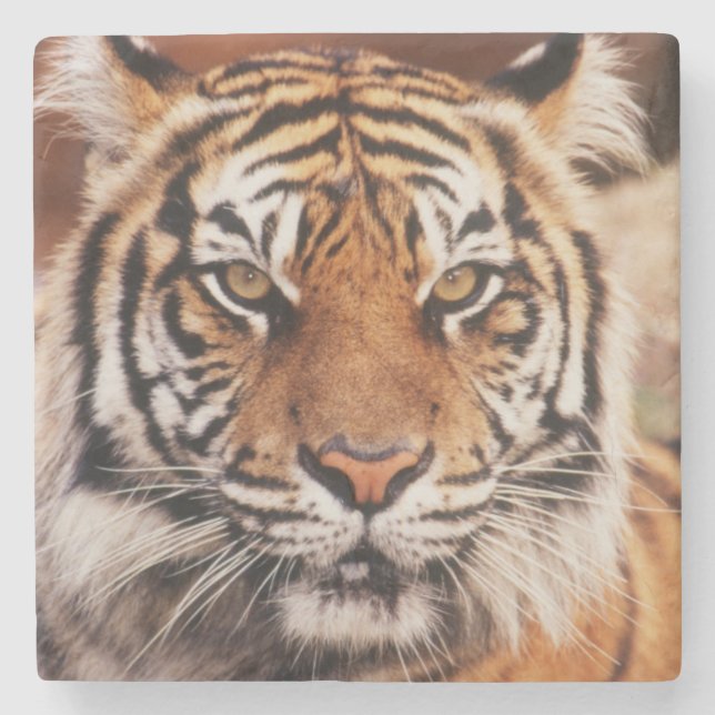 Sumatratiger Underlägg Sten (Framsidan)