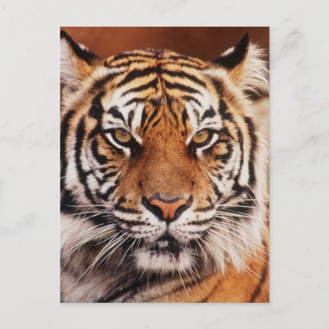 Sumatratiger Vykort (Framsida)