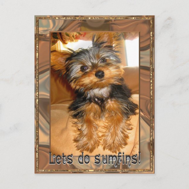 Sumfins Yorkie Vykort (Framsida)