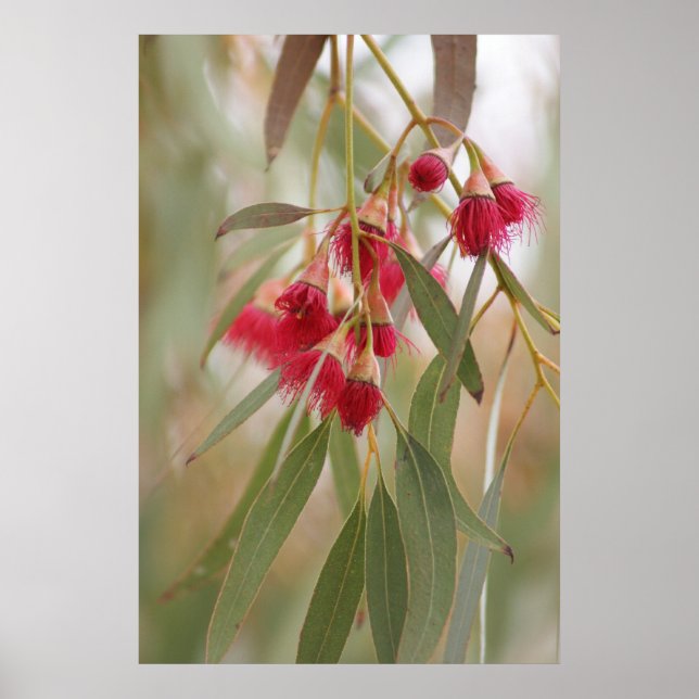 Summa Blommar Poster (Framsidan)