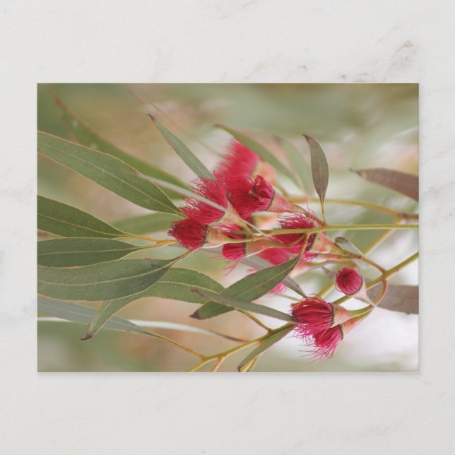 Summa Blommar Vykort (Framsida)