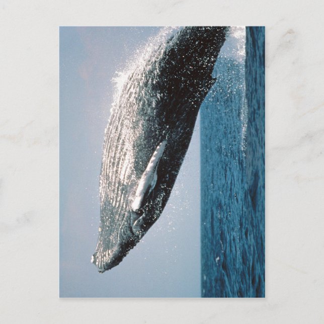 Summary Humpback Whale ( Megaptera novaeangliae ) Vykort (Framsida)
