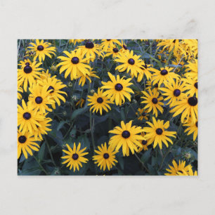 Summer Black-eyed Susan Wildblommor Vykort