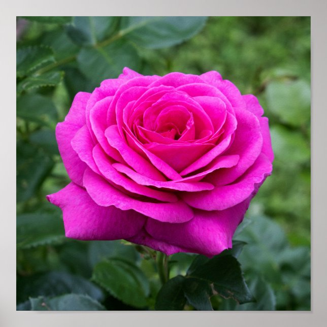 Summer Bloom Poster (Framsidan)