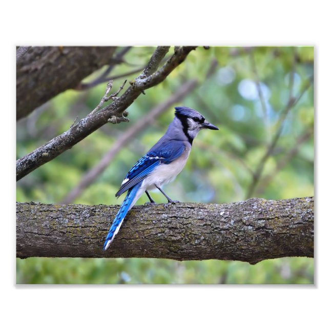 Summer Blue Jay Fototryck (Framsidan)