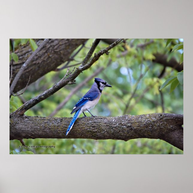 Summer Blue Jay Poster (Framsidan)