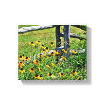 Summer Blue Ridge Parkway USA Wildblomfoto