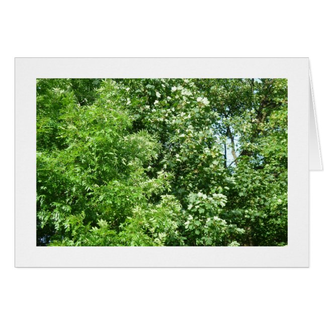 Summer Breeze Hälsningskort (Framsidan Horizontal)