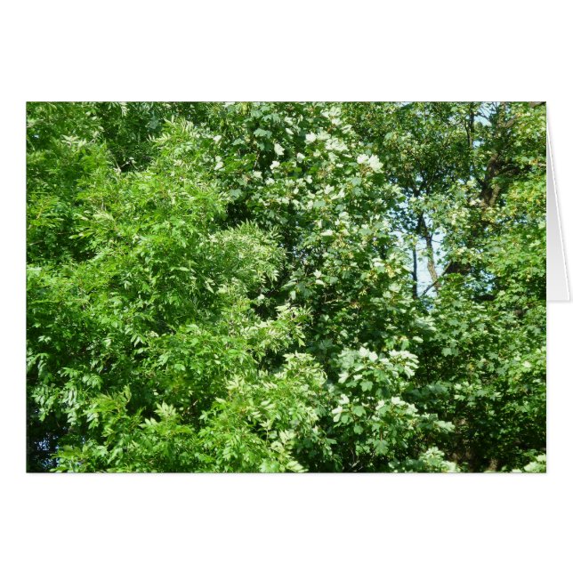 Summer Breeze OBS Kort (Framsidan Horizontal)