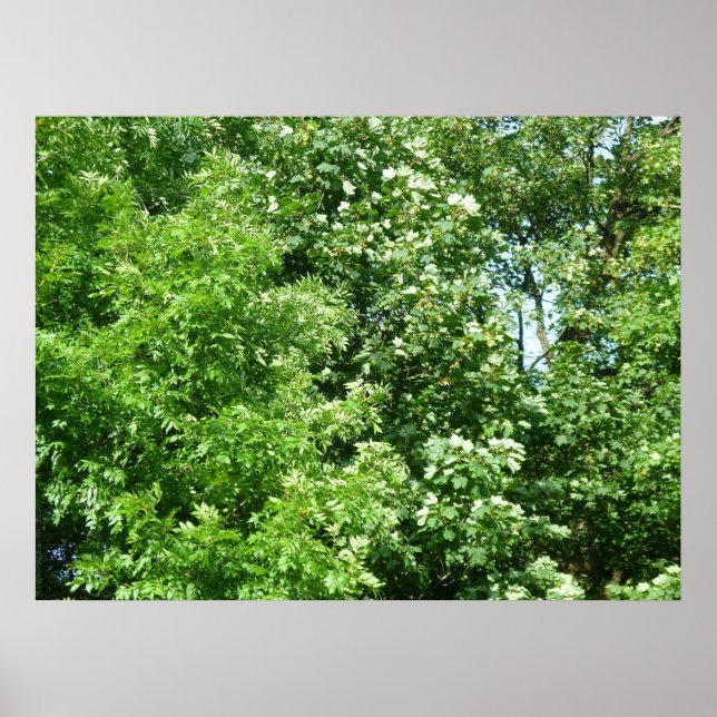 Summer Breeze Poster (Framsidan)