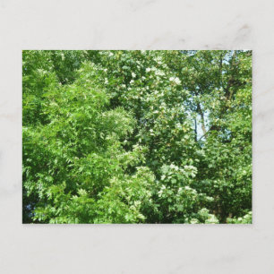 Summer Breeze Vykort