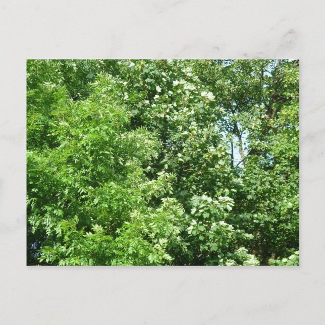 Summer Breeze Vykort (Framsida)