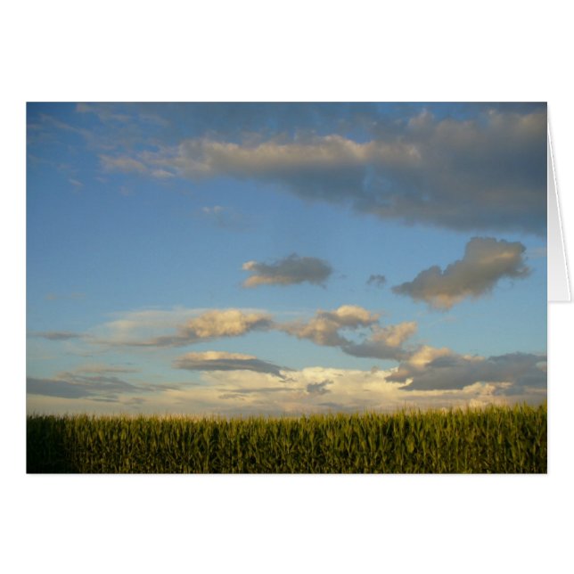Summer Cornfield OBS Kort (Framsidan Horizontal)