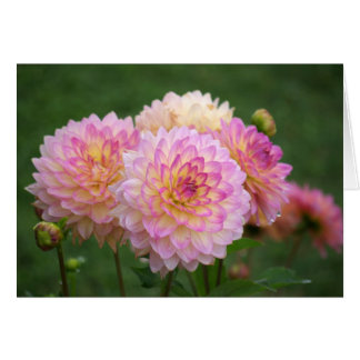 Summer Dahlia OBS Kort