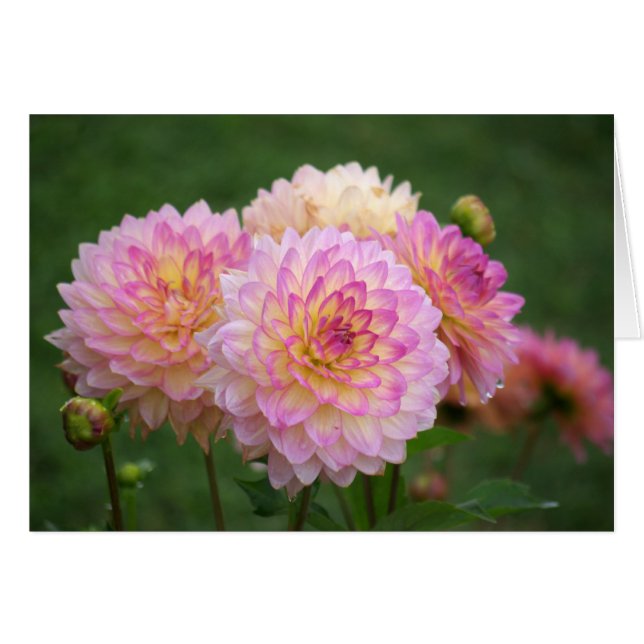 Summer Dahlia OBS Kort (Framsidan Horizontal)
