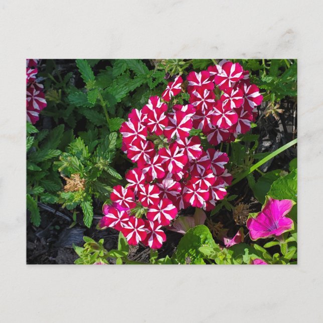 Summer Garden Vykort (Framsida)