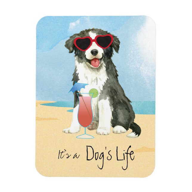Summer Gräns Collie Magnet (Vertikal)