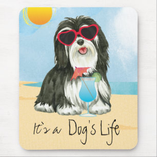 Summer Havanese Musmatta
