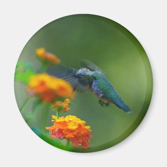 Summer Humm II Magnet (Framsidan)