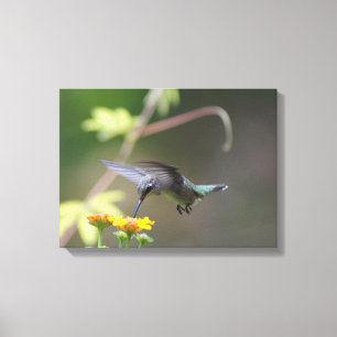 Summer Hummer Canvastryck