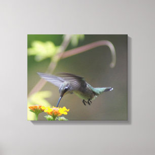 Summer Hummer Canvastryck