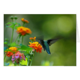 Summer Hummer Faith OBS Kort