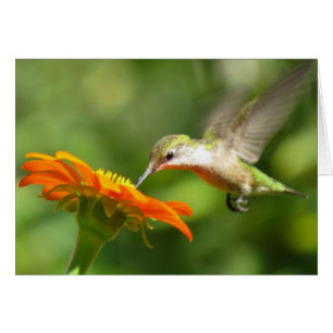 Summer Hummer Hälsningskort