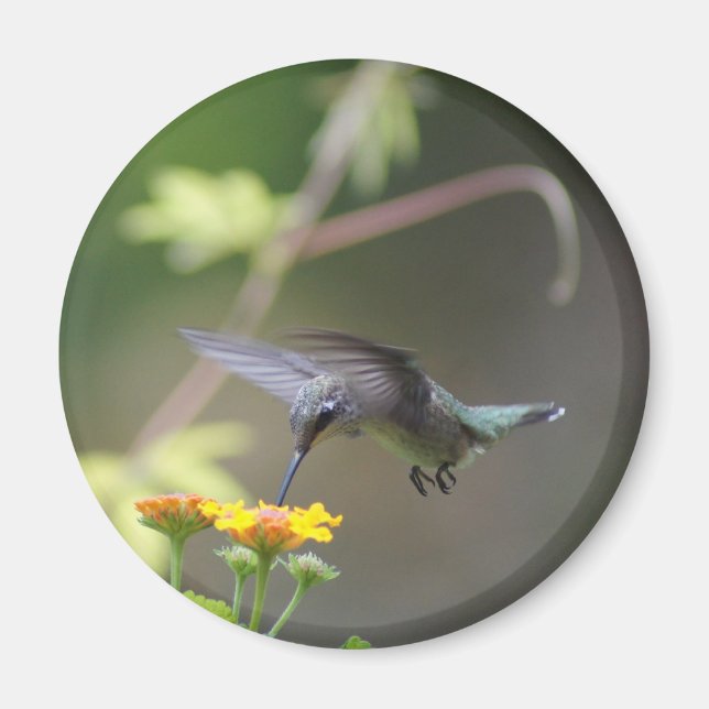 Summer Hummer Magnet (Framsidan)