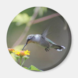 Summer Hummer Magnet