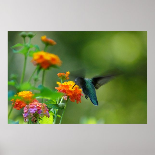 Summer Hummer Poster (Framsidan)