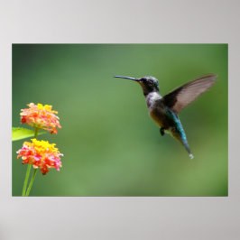 Summer Hummer Poster