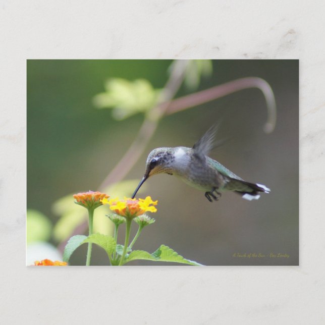 Summer Hummer Vykort (Framsida)