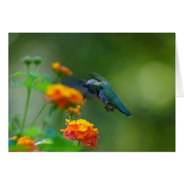 Summer Humming Hälsningskort (Framsidan Horizontal)